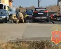 Тульские сыщики задержали девятерых посредников телефонных мошенников