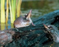 В Рязанской области в Окском заповеднике восстановили пять водоемов для выхухолей