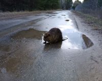 В Рязанской области обнаружили на дороге молодого бобра с растерянным видом