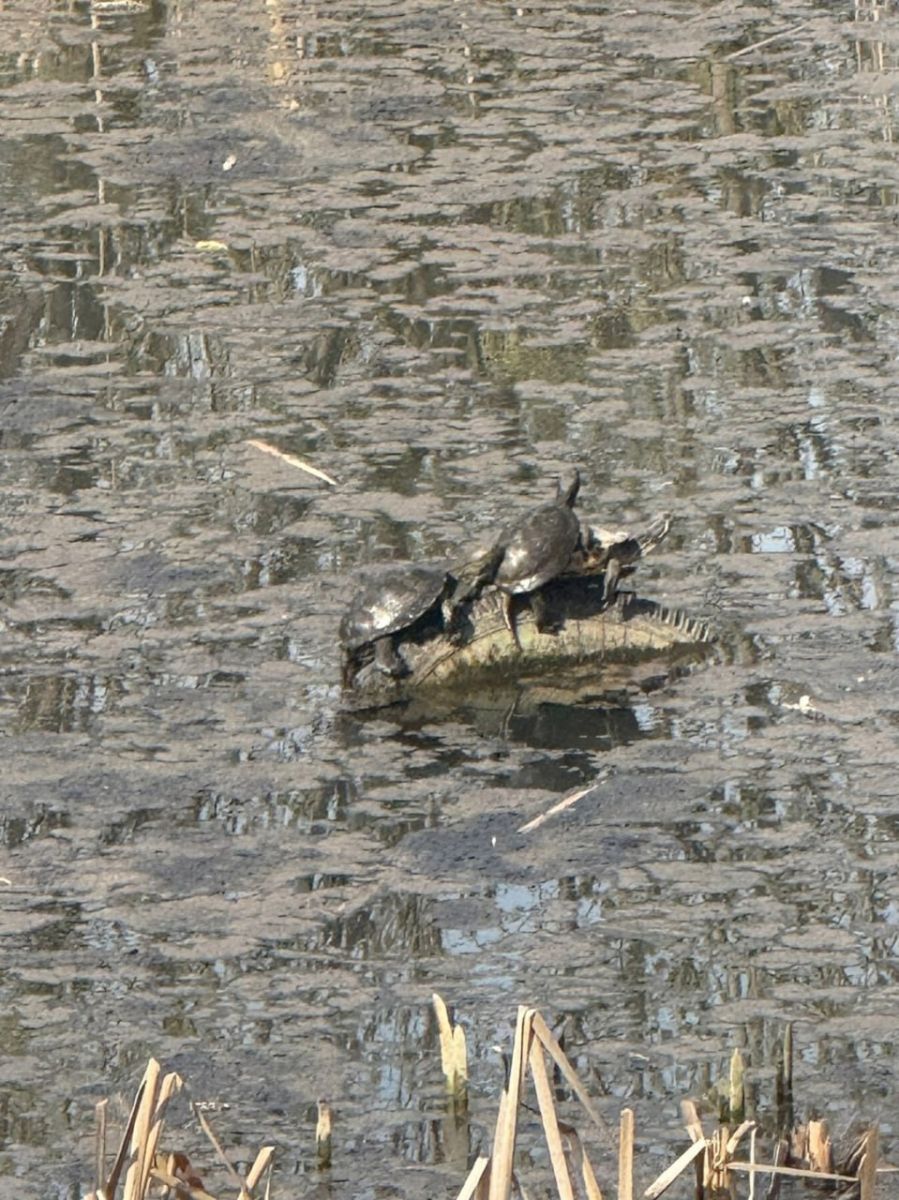 В Рязани черепахи проснулись от спячки раньше срока: весна опережает график природы