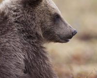В Башкирии мужчина на катере спас медвежонка, едва не утонувшего в реке