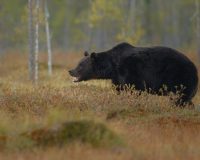 В лесах Рязанской области замечены как минимум два медведя