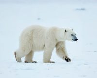 Белый медведь в чикагском зоопарке облысел из-за аллергии на людей