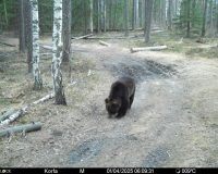 Редкие олени и медведь попали в объективы фотоловушек Окского заповедника