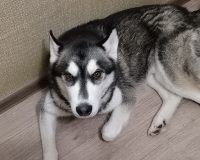 Ради голодной собаки новгородский бомж пошёл на преступление