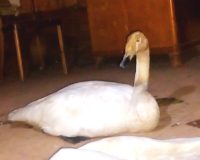 Дело об убийстве краснокнижного лебедя в Новгородской области дошло до суда