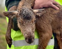 В национальном парке «Валдайский» спасли новорожденного лосёнка
