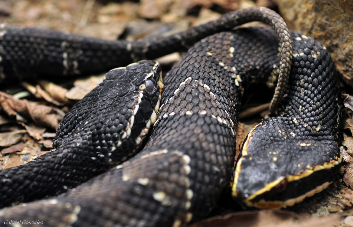 В Екатеринбурге в городской лесопарке мужчину укусила гадюка