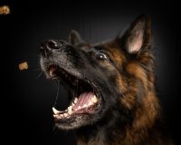 В посёлке Крестцы бродячий пёс искусал одиннадцатилетнего мальчика