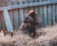 Суд принял решение изъять у новгородки тринадцать чёрно-бурых лисиц