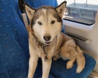 Путешественник из Ленинградской области пойман в Великом Новгороде