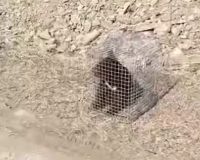 медвежонок в клетке