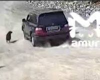 задавил собаку