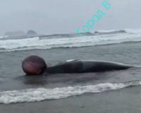 туша кита на берегу