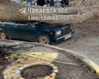 упало дерево