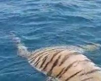 тигр плавает