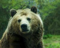 Камчатский медведь-сладкоежка: история одной кражи со сгущенкой