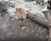 пикник на кладбище