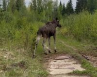 Лось-беглец спасен в Иванове после опасных приключений