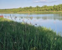 В Тульской области в пруду на глазах отдыхающих утонул 16-летний юноша