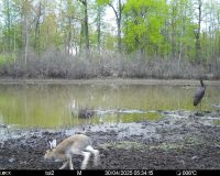 Одновременно заяц-беляк и черный аист: необычный кадр из Окского заповедника