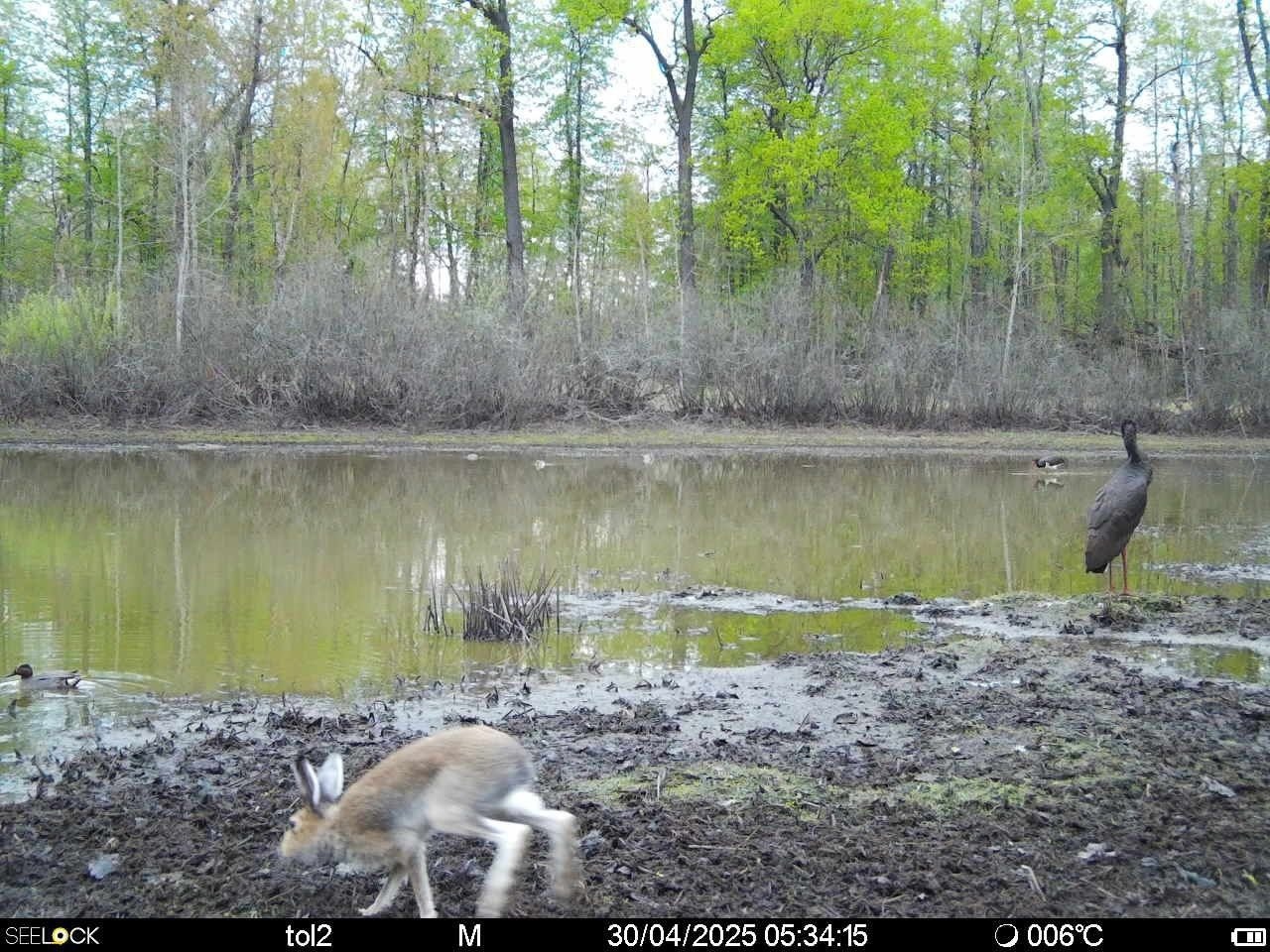Одновременно заяц-беляк и черный аист: необычный кадр из Окского заповедника