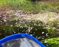 рыба погибла