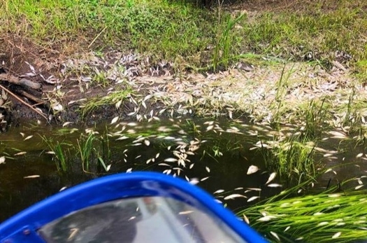 рыба погибла