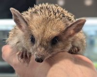 выбросили ежат