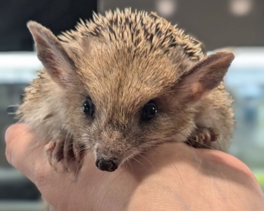 выбросили ежат