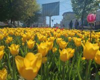 Иваново расцветает: в городе завершают высадку летних цветов