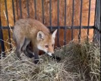 Лисёнка спасли от опасности на кохомской промзоне
