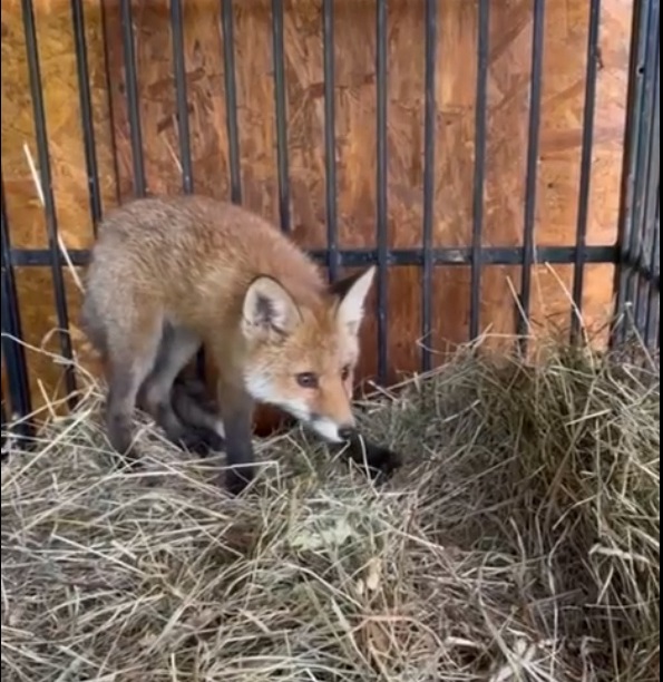 Лисёнка спасли от опасности на кохомской промзоне