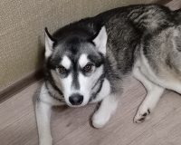 Новгородский дог-киллер оценил свои услуги в тысячу рублей