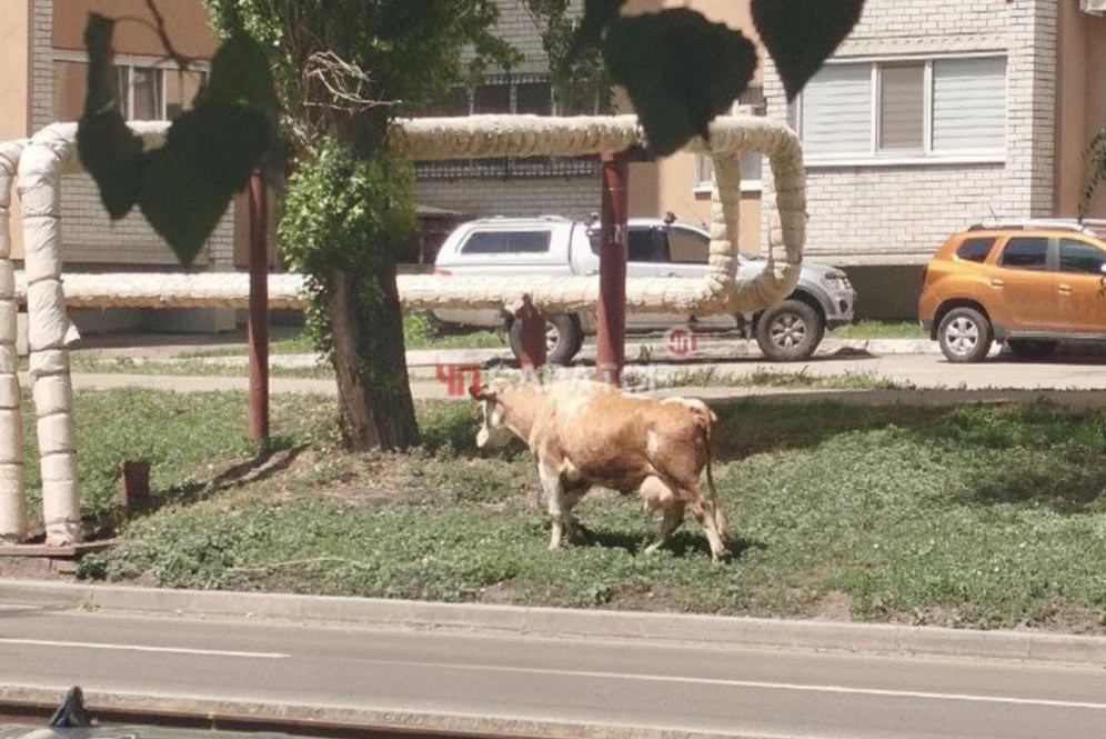 корова в городе