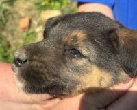 Щенка освободили из глубокого колодца: оперативная работа спасателей предотвратила трагедию