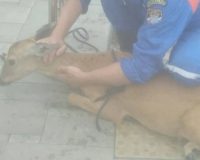 спасли косулю