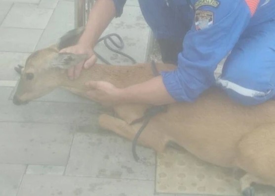 спасли косулю