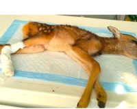 детеныш косули