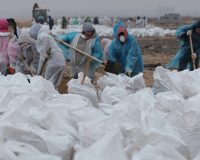 Россия. Анапа. Волонтеры во время уборки разлитого мазута на пляже