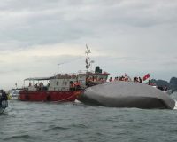 ХАНОЙ, 19 июля 2025 г. /Синьхуа/ -- Спасатели работают на месте опрокидывания круизного судна в заливе Халонг, провинция Куангнинь на севере Вьетнама, 19 июля 2025 года. По меньшей мере три человека погибли и еще 10 были спасены после того, как круизный лайнер перевернулся в заливе Халонг, провинция Куангнинь на севере Вьетнама, в субботу днем из-за сильного ветра и бурного моря, сообщило Вьетнамское информационное агентство.