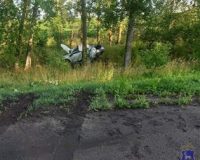 дтп с деревом