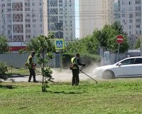 В Ростове продолжается борьба с амброзией и другой карантинной растительностью