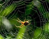 разбогател из-за сна о пауке