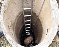 Как убивали Белку…