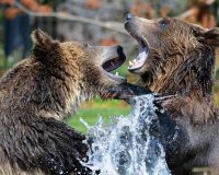 Медведи резвятся