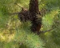 Амурская область