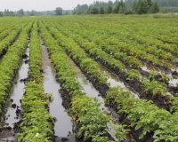 Из-за ливней в Новгородской области ввели режим чрезвычайной ситуации