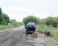 ворвался в собачий приют
