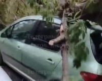 дерево упало